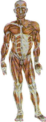 Picture of Skelet, Members of the body
